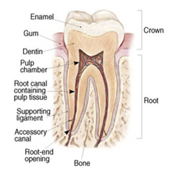 Root canal Treatment in ACES Layout